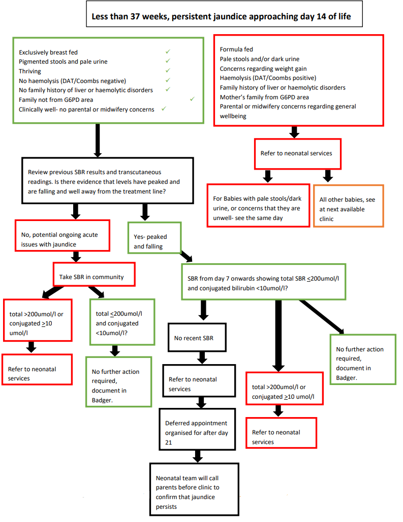 Less than 37 weeks, persistent jaundice approaching day 14 of life flowchart