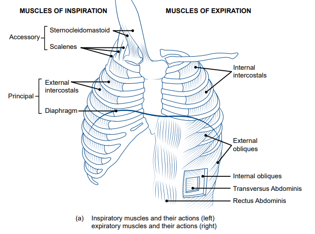 The diagram shows the ribs and lungs. On the left hand side, the muscles involved in inspiration are listed. From top to bottom, these are the sternocleidomastoid, scalenes, external intercostals and diaphragm. On the right are the muscles involved in expiration. From top to bottom these are the internal intercostals, external obliques, internal obliques, transversus Abdominis and Rectus Abdominis.